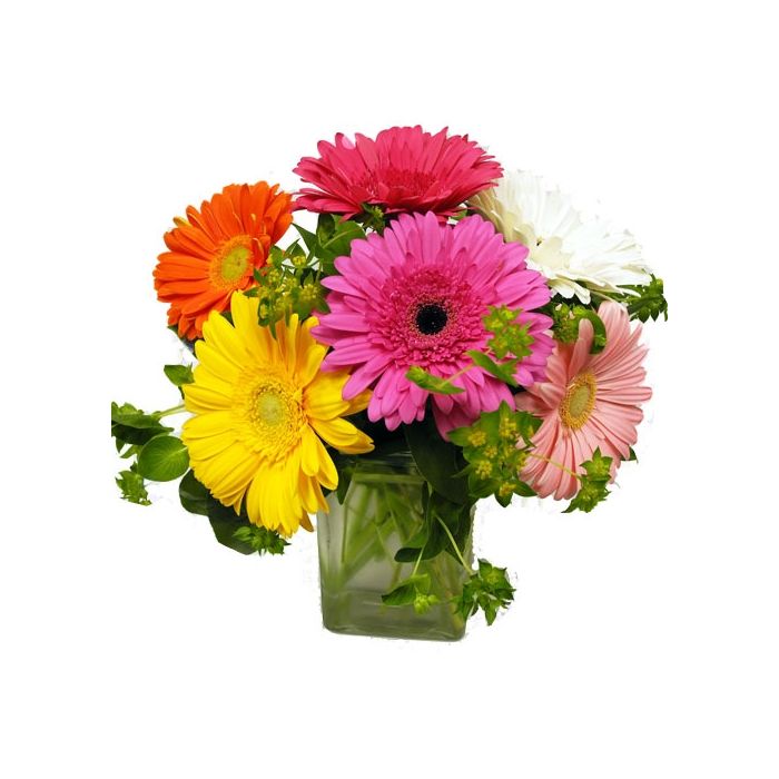 Assorted-Gerbera-Daisies-Flower-Delivered - Cathy Cowgill Flowers