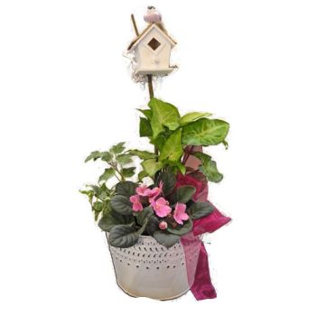green indoor planter with blooming violet