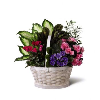 Indoor Blooming Plants with Violets 