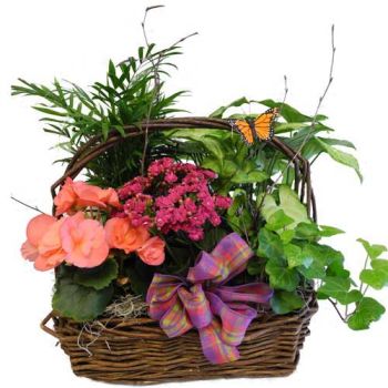 Premium Indoor Blooming Garden