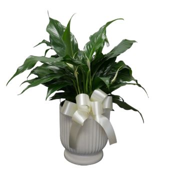 Comfort Plant for Funeral 