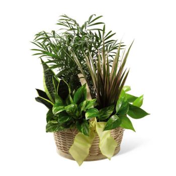 Indoor plants Lasting Dish Garden