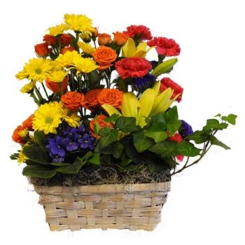 fresh flowers blooming indoor green plants sympathy