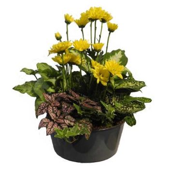 indoor green plants dish garden