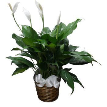 Indoor Green Plant Peace  Lily