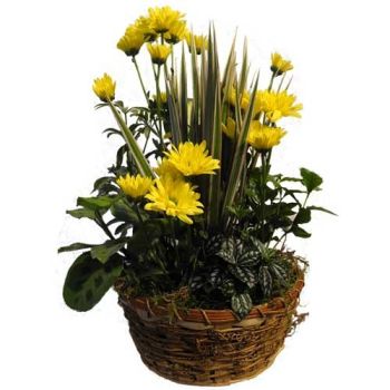 green plants for indoors green and growing