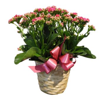 Blooming Kalanchoe