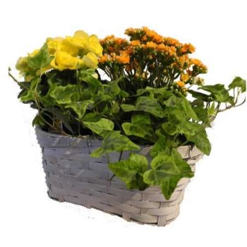 indoor blooming and green plants